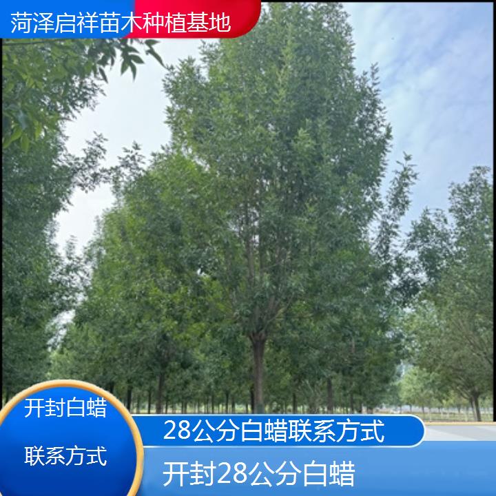 开封28公分白蜡联系方式-榜单一览