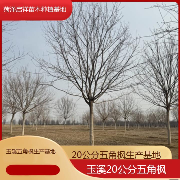 玉溪20公分五角枫生产基地-榜单汇总