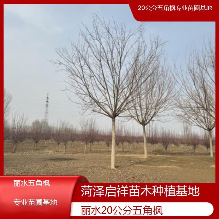 丽水20公分五角枫专业苗圃基地-榜单汇总