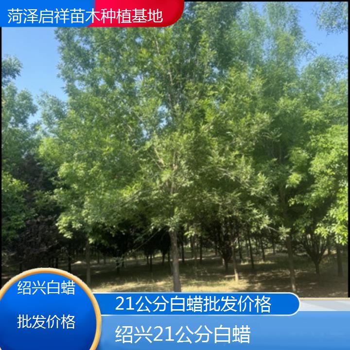 绍兴21公分白蜡批发价格-榜单一览