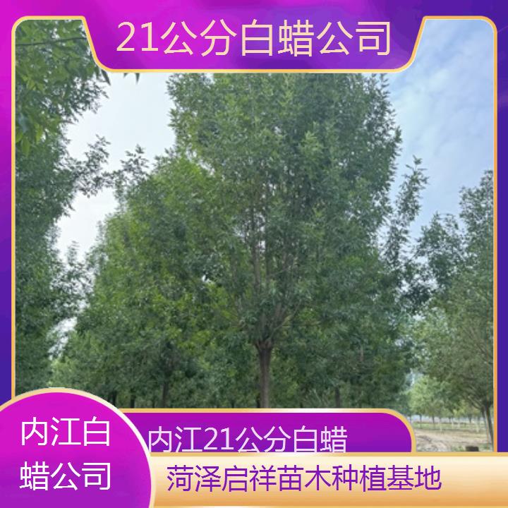 内江21公分白蜡公司-榜单一览