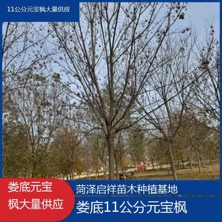 娄底11公分元宝枫大量供应-排名一览