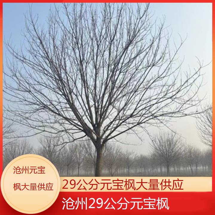 沧州29公分元宝枫大量供应-排名一览