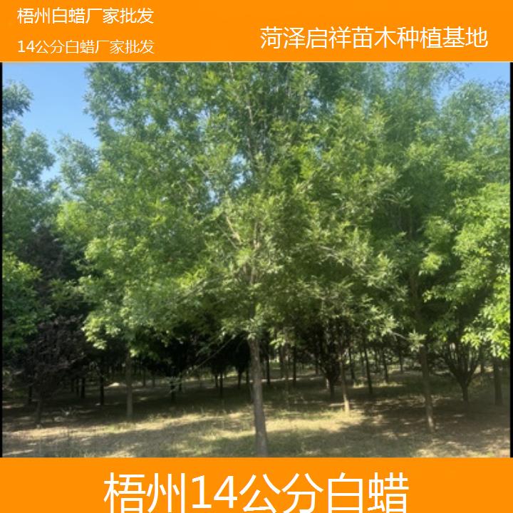 梧州14公分白蜡厂家批发-榜单一览