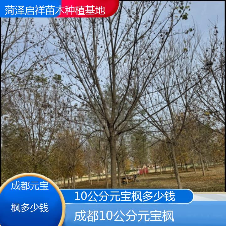 成都10公分元宝枫多少钱-排名一览