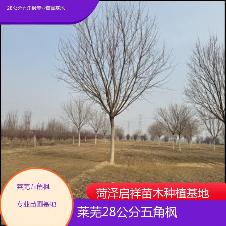 莱芜28公分五角枫专业苗圃基地-榜单汇总