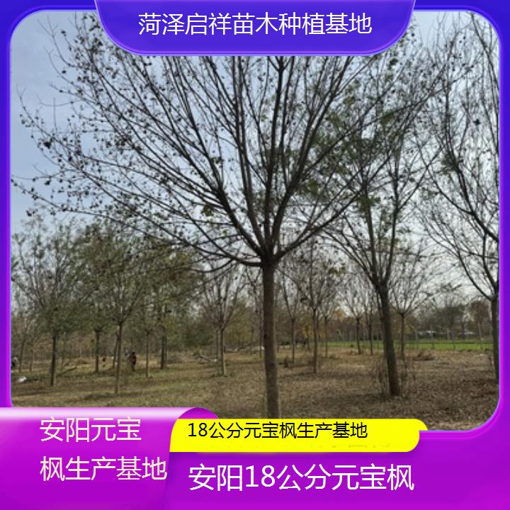 安阳18公分元宝枫生产基地-排名一览