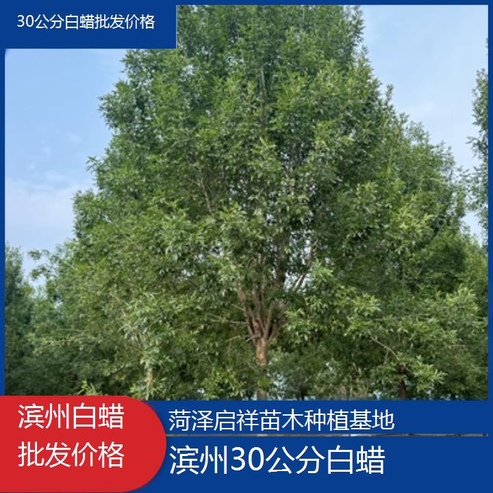 滨州30公分白蜡批发价格-榜单一览