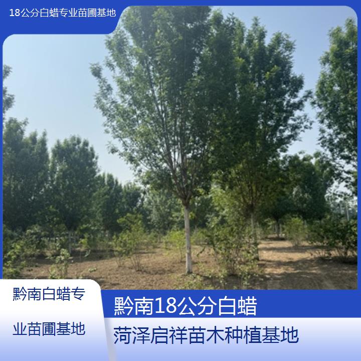 黔南18公分白蜡专业苗圃基地-榜单一览