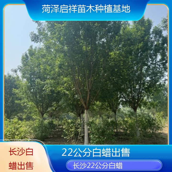 长沙22公分白蜡出售-榜单一览