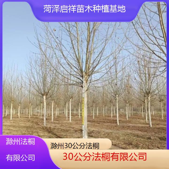 滁州30公分法桐有限公司-人气排行榜