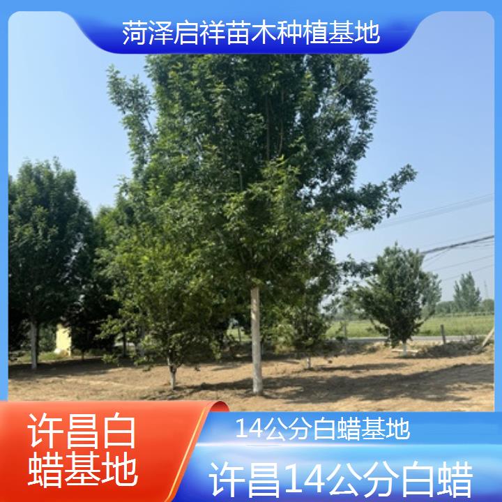 许昌14公分白蜡基地-榜单一览