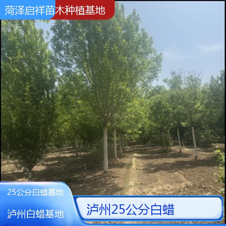 泸州25公分白蜡基地-榜单一览