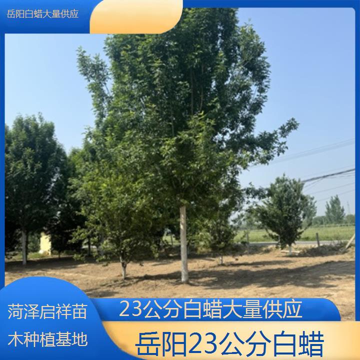 岳阳23公分白蜡大量供应-2024排名一览