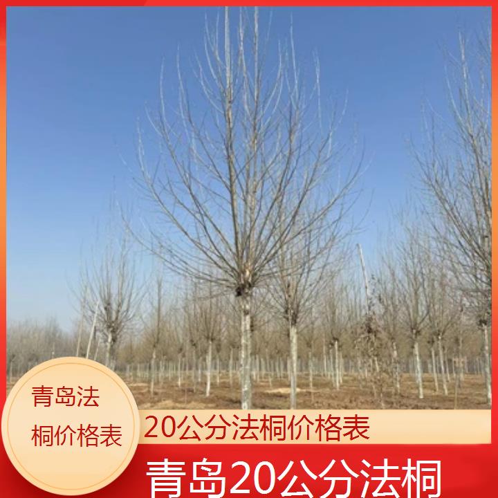 青岛20公分法桐价格表-2024排名一览