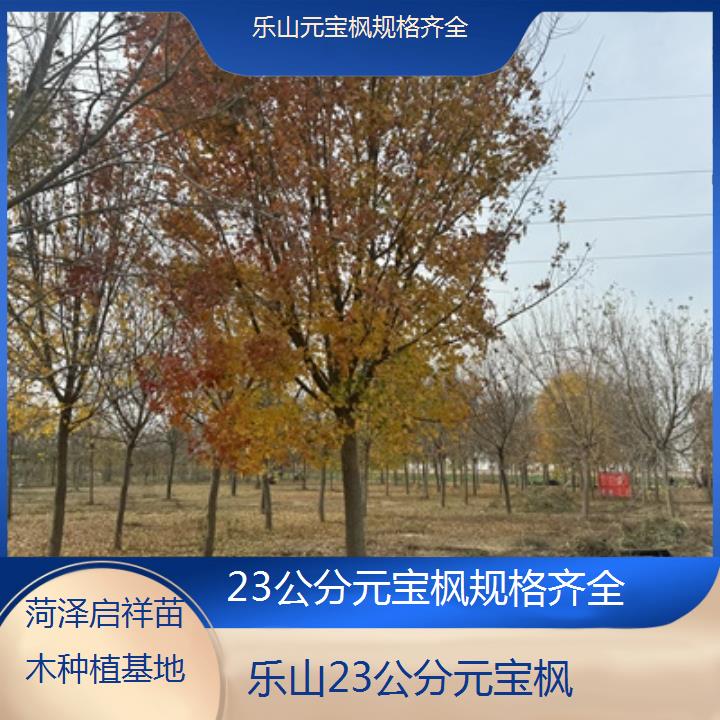 乐山23公分元宝枫规格齐全-2024排名一览