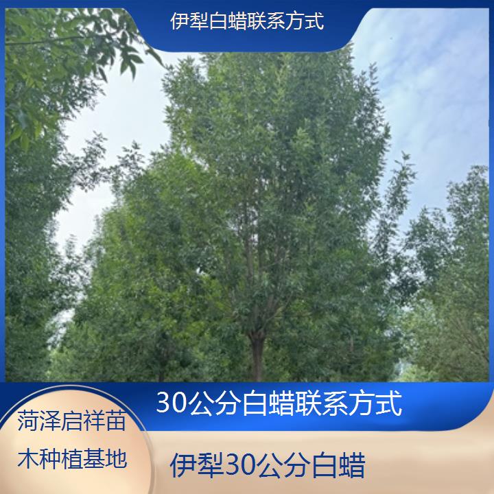 伊犁30公分白蜡联系方式-2024排名一览