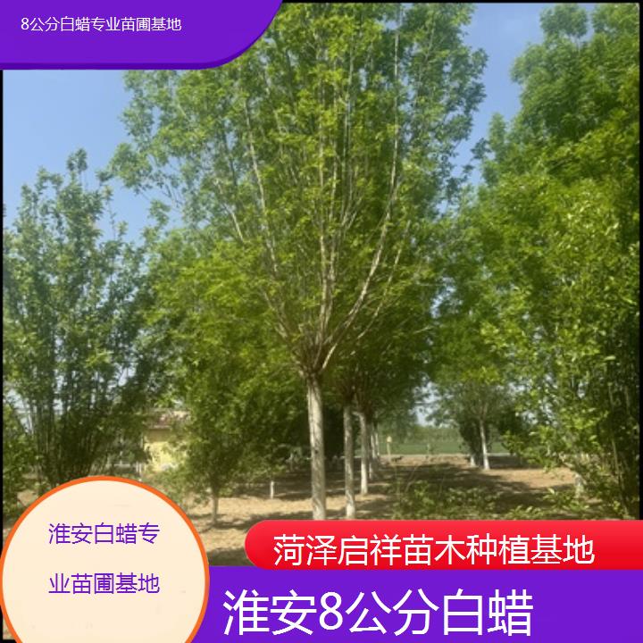 淮安8公分白蜡专业苗圃基地-2024排名一览