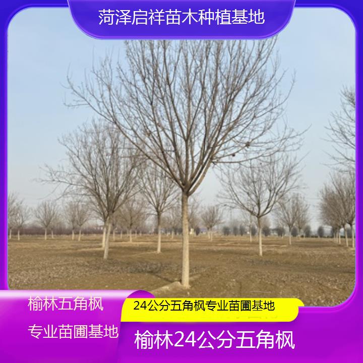 榆林24公分五角枫专业苗圃基地2024排名一览