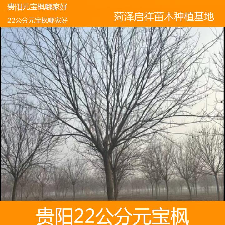 贵阳22公分元宝枫哪家好-2024排名一览