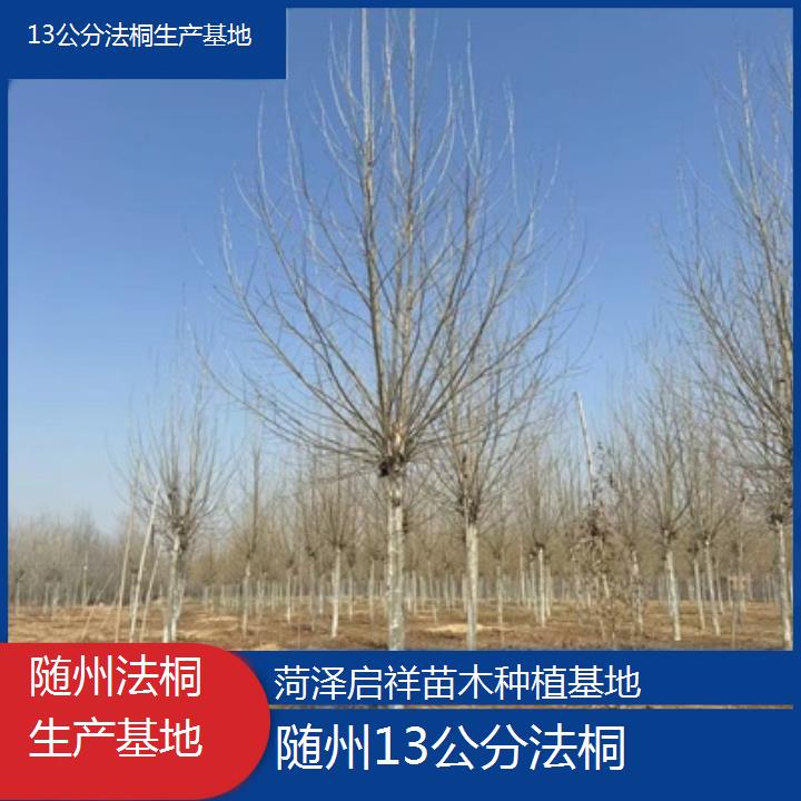 随州13公分法桐生产基地-2024排名一览