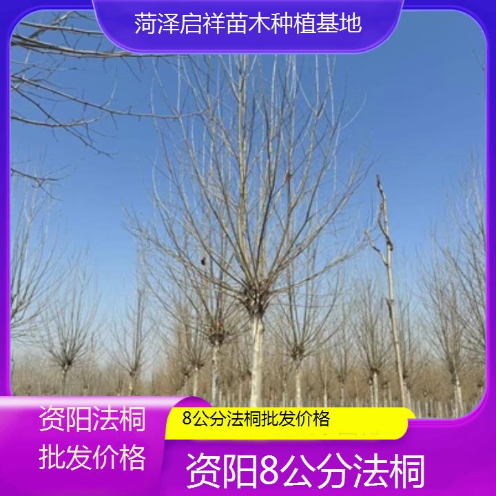 资阳8公分法桐批发价格-2024排名一览