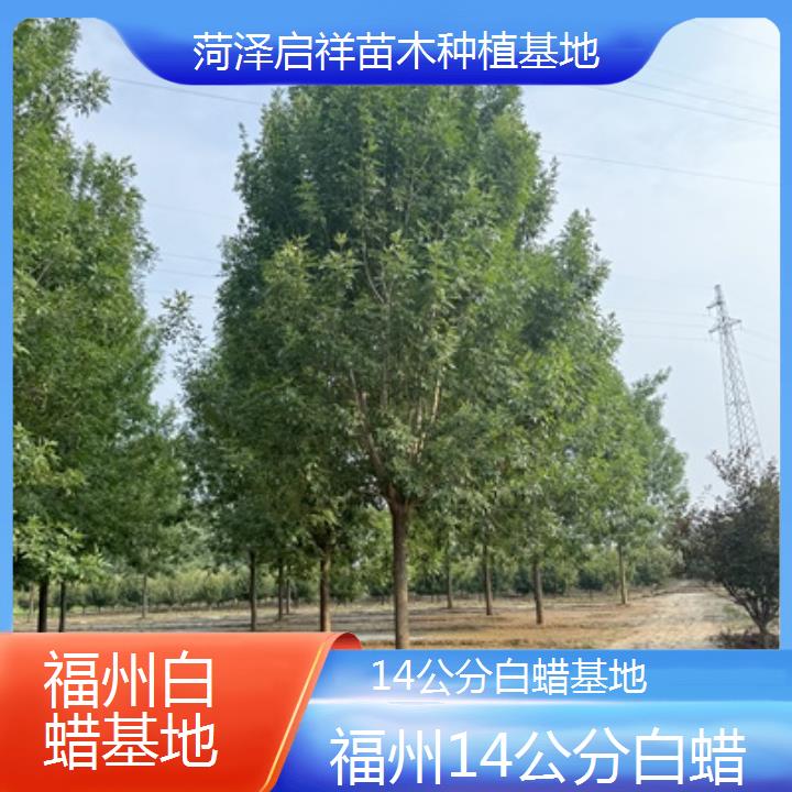 福州14公分白蜡基地-2024排名一览