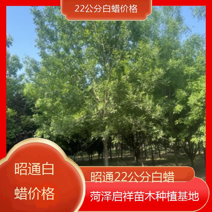 昭通22公分白蜡价格-2024排名一览