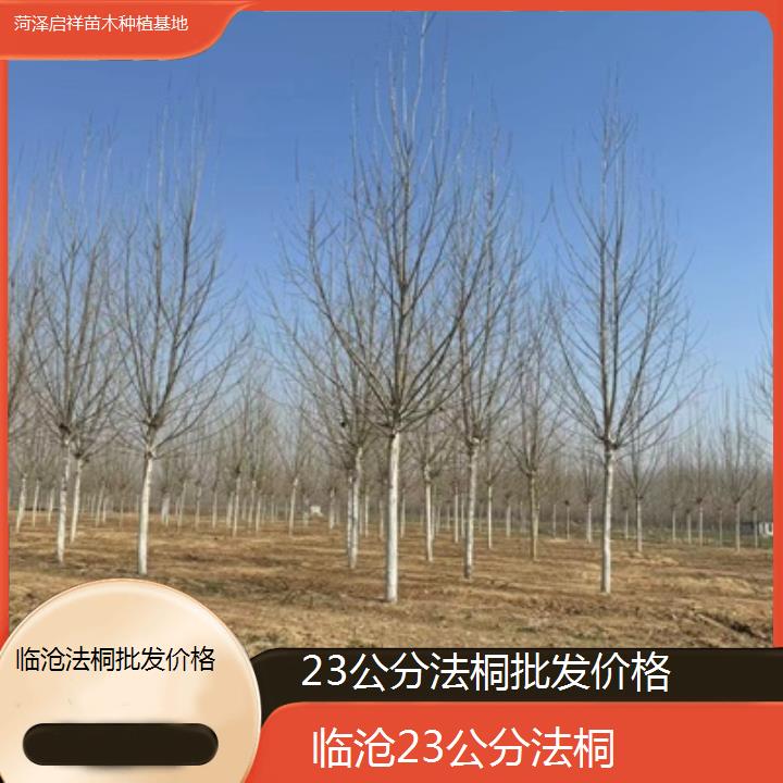 临沧23公分法桐批发价格-2024排名一览