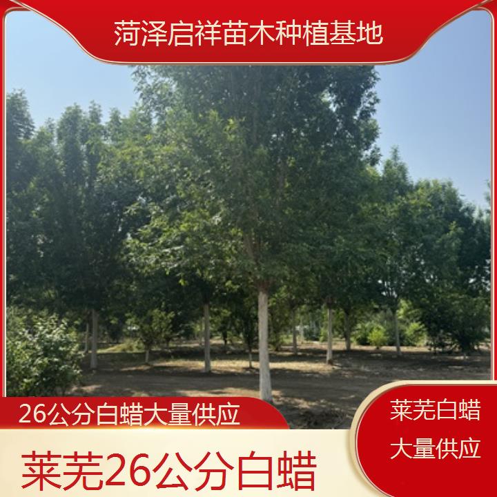 莱芜26公分白蜡大量供应-2024排名一览