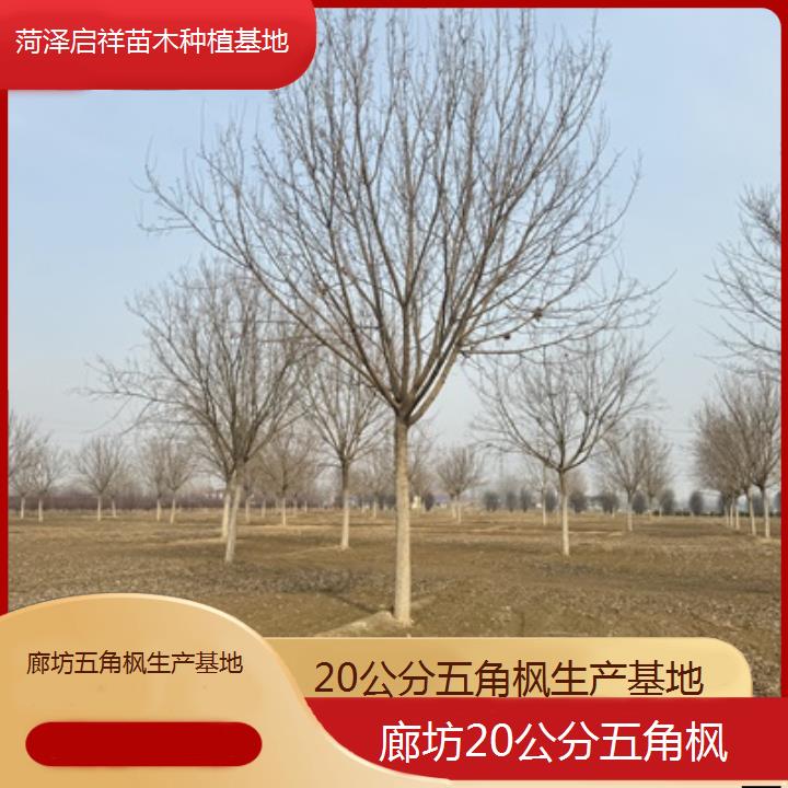 廊坊20公分五角枫生产基地2024排名一览