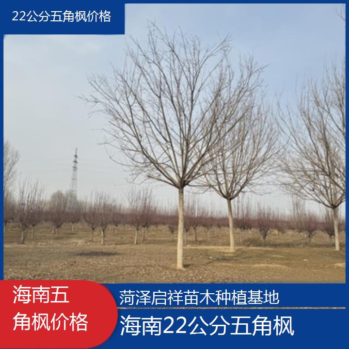 海南22公分五角枫价格2024排名一览