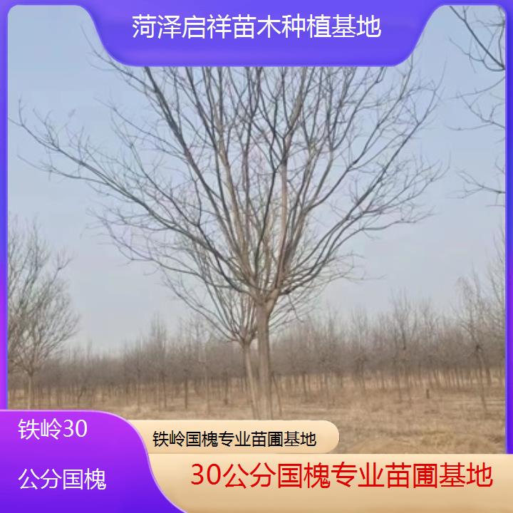 铁岭30公分国槐专业苗圃基地-2024排名一览