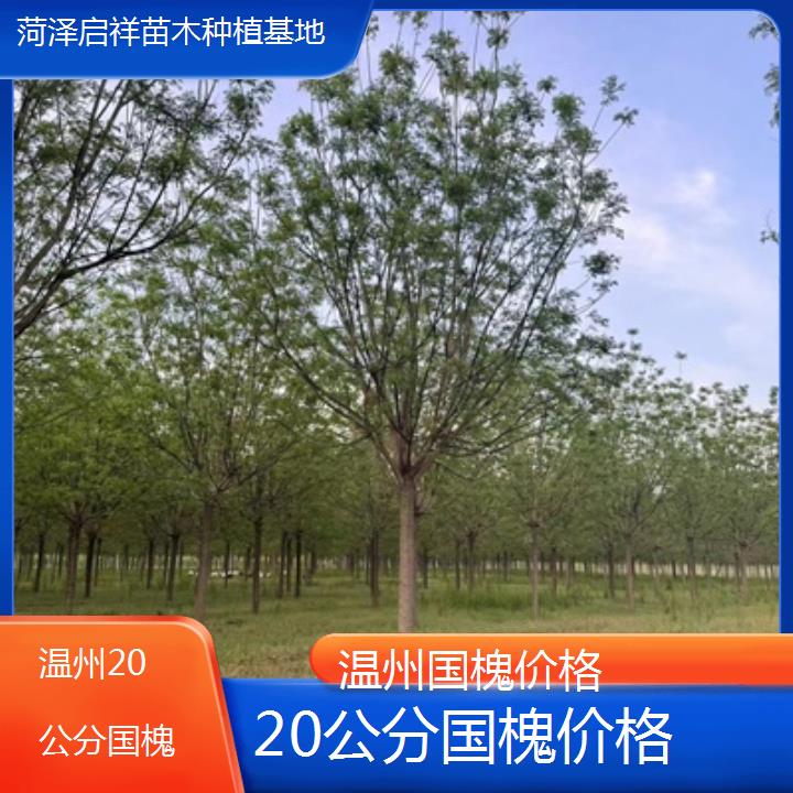 温州20公分国槐价格-2024排名一览