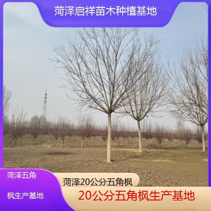 菏泽20公分五角枫生产基地2024排名一览