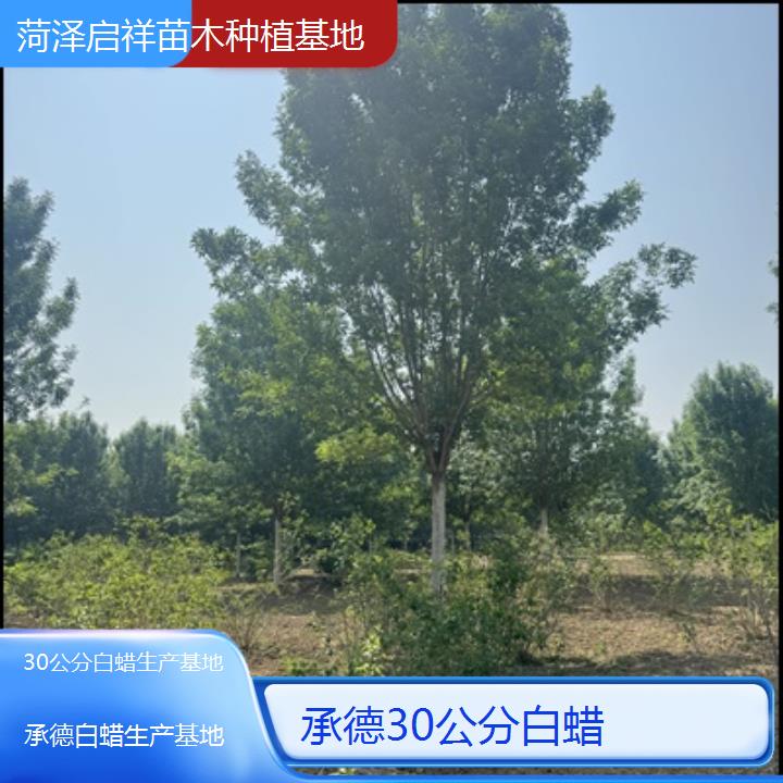 承德30公分白蜡生产基地-2024排名一览