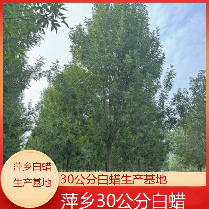 萍乡30公分白蜡生产基地-2024排名一览