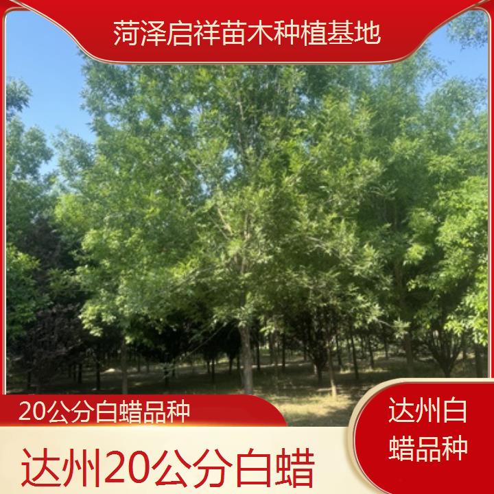 达州20公分白蜡品种-2024排名一览