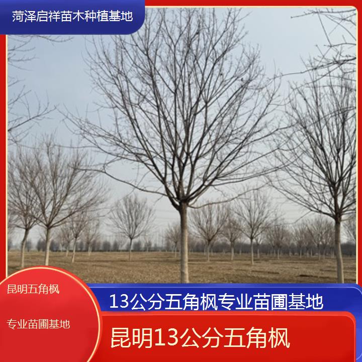 昆明13公分五角枫专业苗圃基地2024排名一览