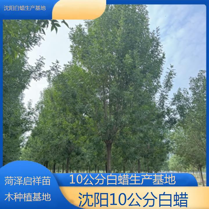 沈阳10公分白蜡生产基地-2024排名一览