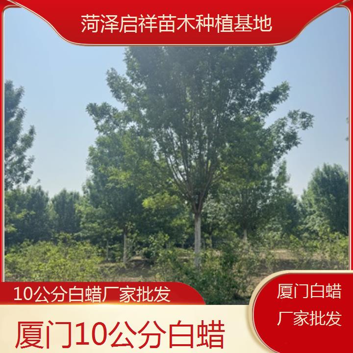 厦门10公分白蜡厂家批发-2024排名一览