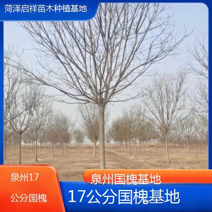 泉州17公分国槐基地-2024排名一览