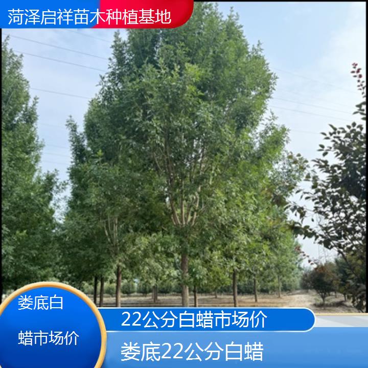 娄底22公分白蜡市场价-2024排名一览