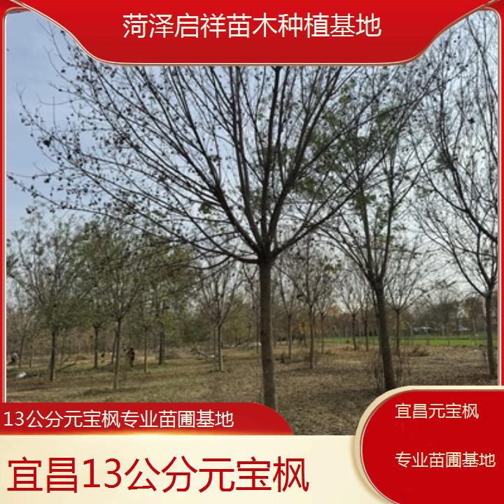 宜昌13公分元宝枫专业苗圃基地-2024排名一览