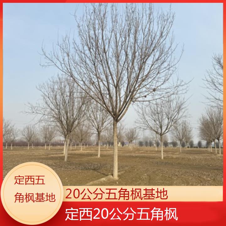 定西20公分五角枫基地2024排名一览