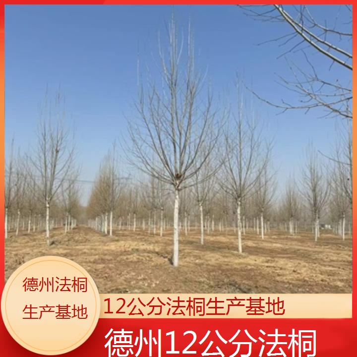 德州12公分法桐生产基地-2024排名一览