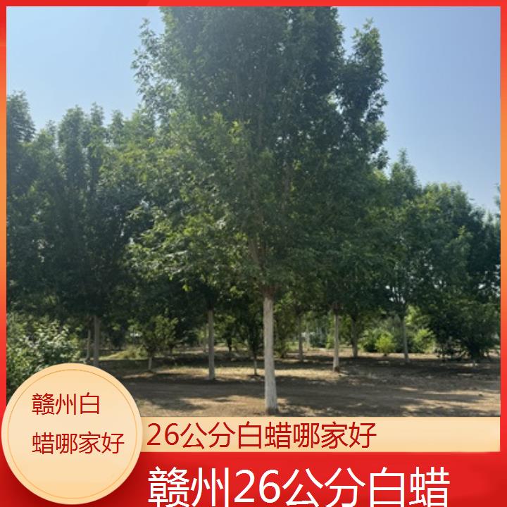 赣州26公分白蜡哪家好-2024排名一览