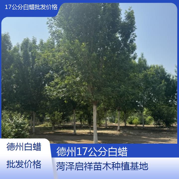 德州17公分白蜡批发价格-2024排名一览