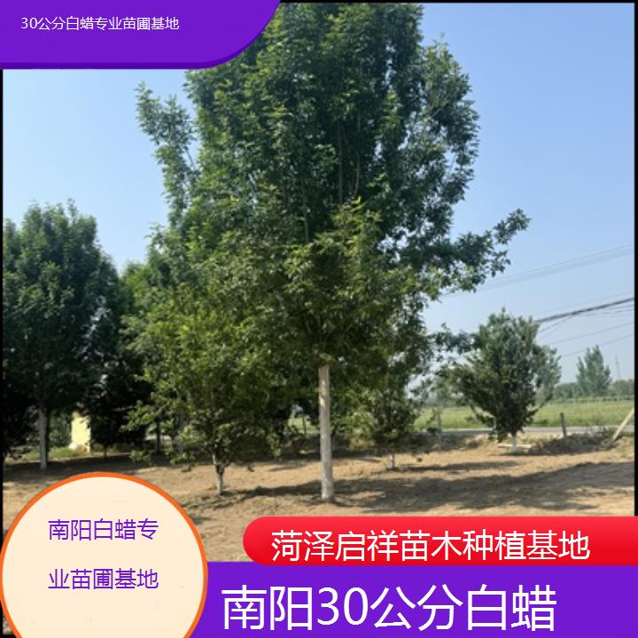 南阳30公分白蜡专业苗圃基地-2024排名一览