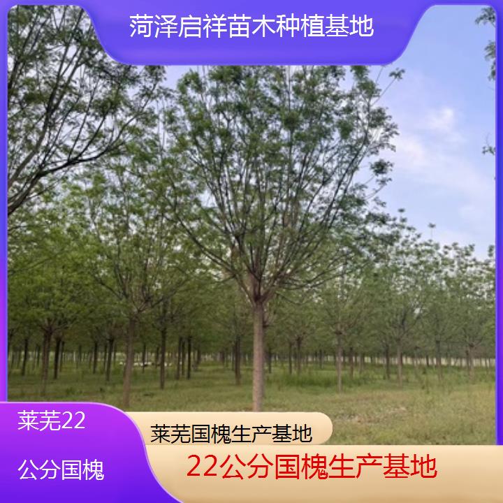 莱芜22公分国槐生产基地-2024排名一览